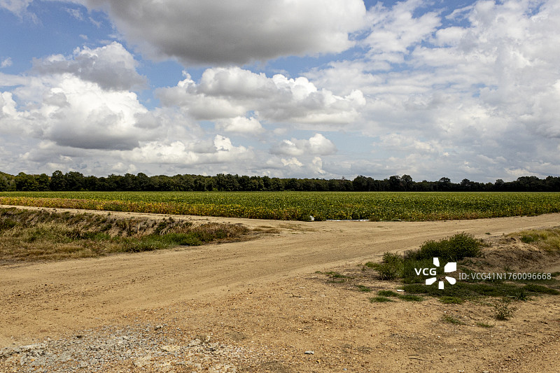 蓝天映衬下的农田美景图片素材