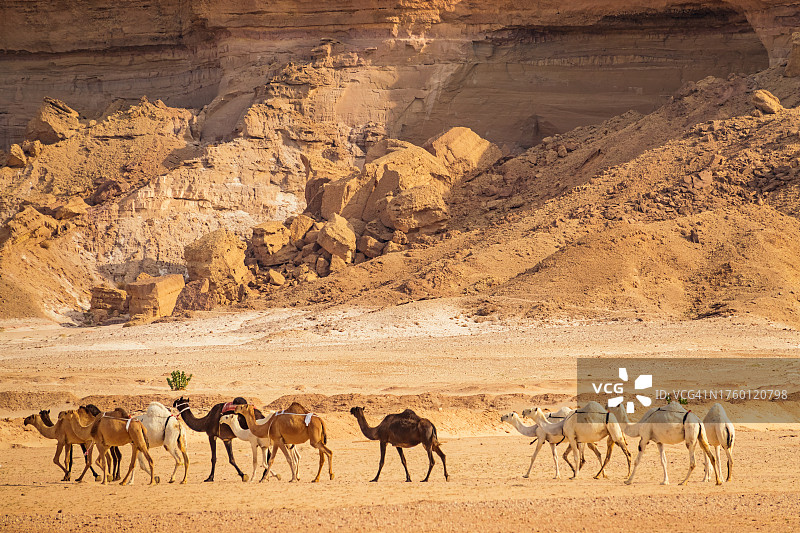 利雅得骆驼群，沙特阿拉伯骆驼市场图片素材
