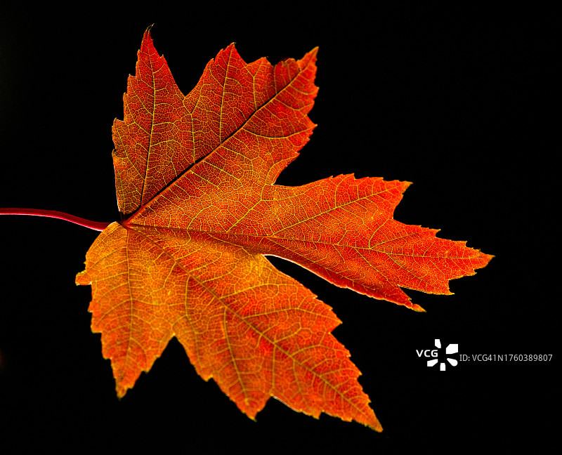 一片红色枫叶图片素材