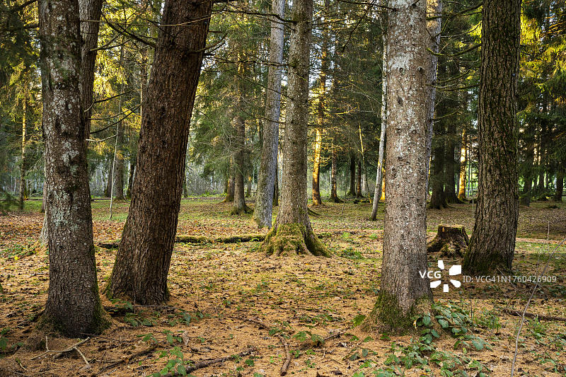 德国阿尔高地区的秋季森林或公园景观：前景是几棵树干，远处阳光照进森林图片素材