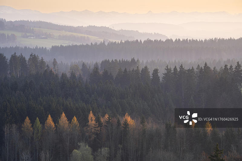 德国阿尔高伊斯尼附近雾中的秋季早晨：森林和山脉图片素材