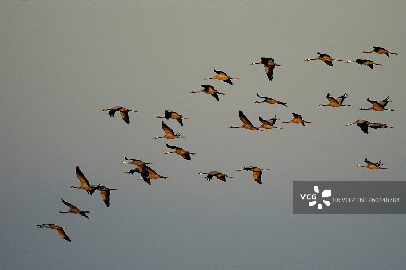 飞行中的鹤（Grus grus），秋季鹤类迁徙，德国梅克伦堡-前波莫瑞州图片素材
