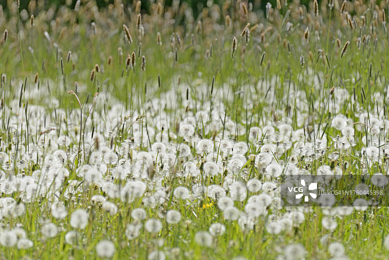德国北莱茵威斯特伐利亚甜茅草和蒲公英草地图片素材
