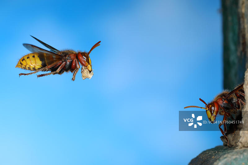 欧洲胡蜂（Vespa crabro），工蜂携带筑巢材料飞向蜂巢，警卫守在入口，德国北莱茵-威斯特法伦锡格兰图片素材