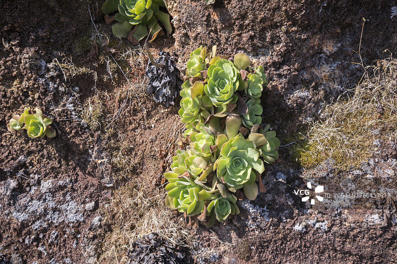 西班牙拉帕尔马岛紫羊绒图片素材