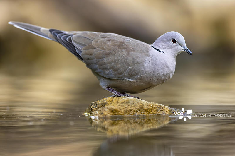 欧亚斑鸠在石头上，野生动物，德国图片素材