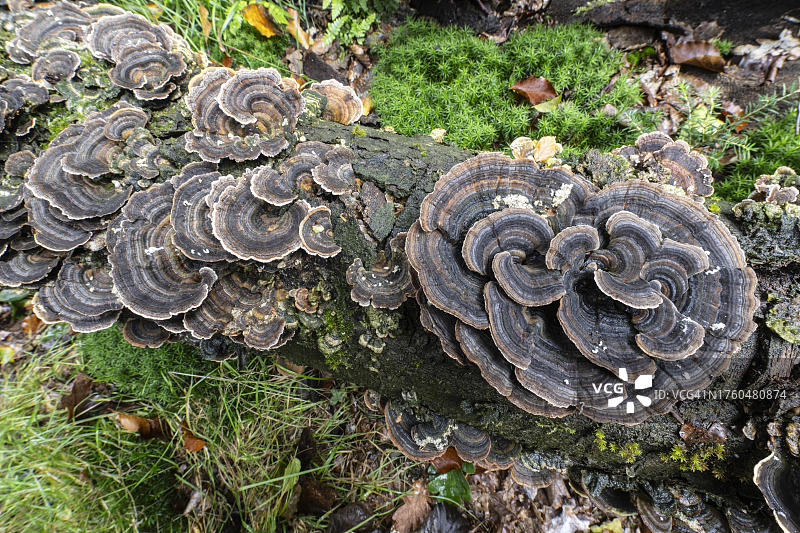 蝴蝶与云芝（Trametes versicolor），德国下萨克森州埃姆斯兰图片素材