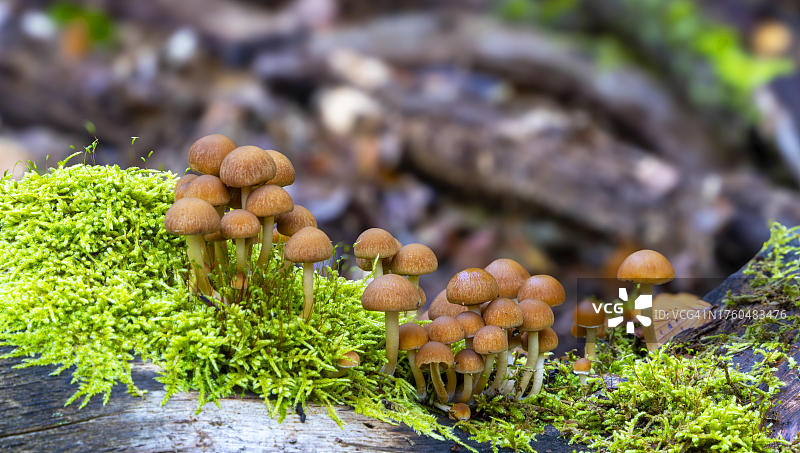 混合森林中的变色丝膜菌，德国柏林图片素材