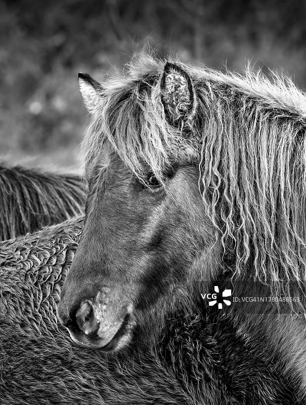 冬季皮毛的冰岛马肖像，德国巴伐利亚阿尔高图片素材