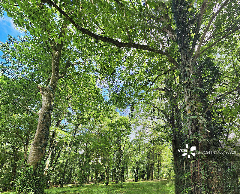 翠绿天堂：雨林中的热带花园图片素材