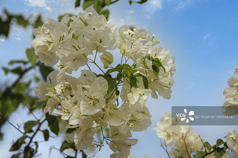 埃及古纳的白色三角梅图片素材