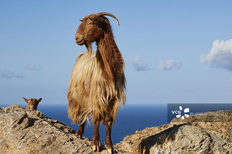 山羊和山羊羔，海，云，希腊克里特岛干尼亚省斯芬阿里西海岸图片素材