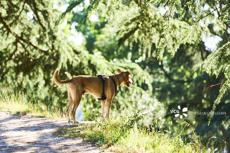 森林中土路上站立嗅探的看门犬侧面画像图片素材