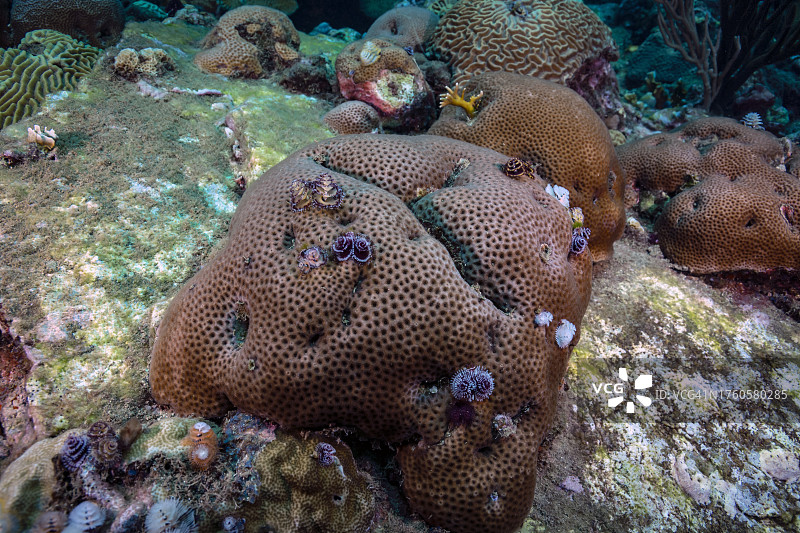 巨大的星珊瑚图片素材