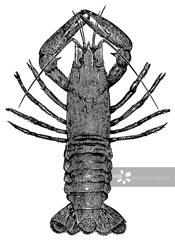 小龙虾|古代动物插画图片素材