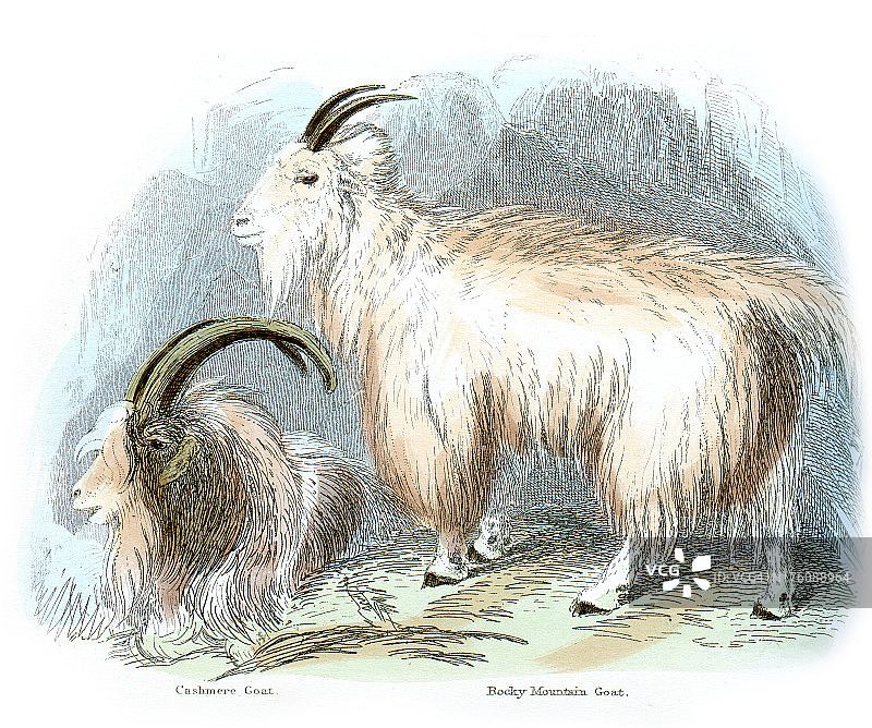 羊绒和落基山羊图片素材