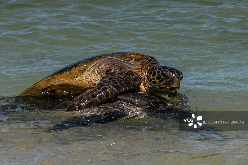 海龟交配图片素材