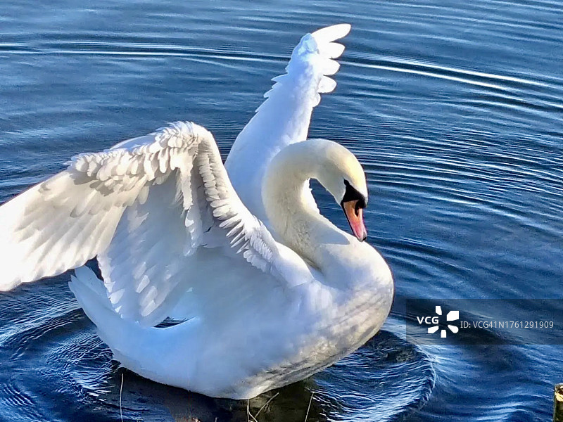 天鹅落在湖面上图片素材