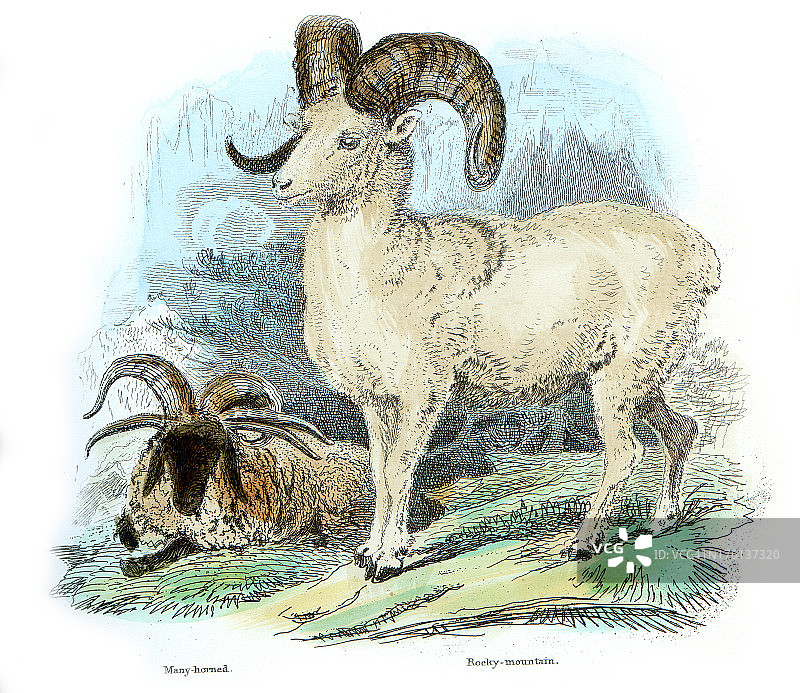 多角岩石山上的绵羊图片素材