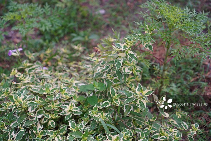 紫色花朵： creeping foxglove图片素材