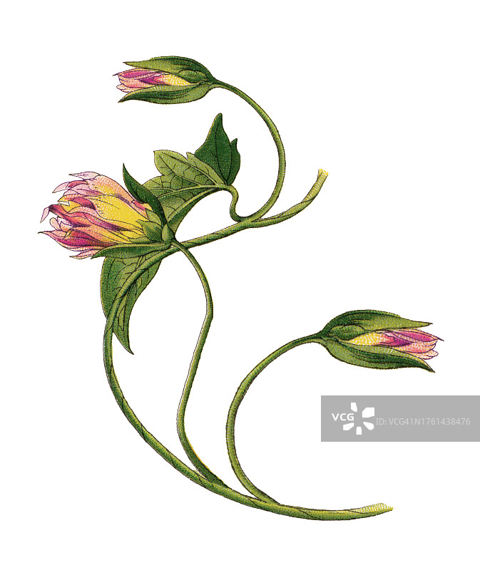 老式彩色石印植物插图：日本打碗花图片素材