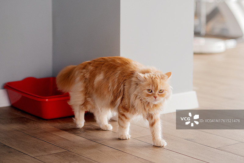 猫咪在客厅猫砂盆里图片素材