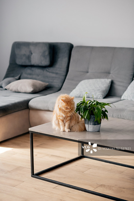 家里的宠物猫图片素材