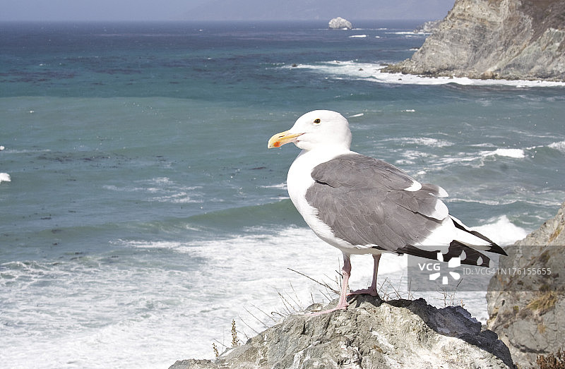 海滩上的海鸥图片素材