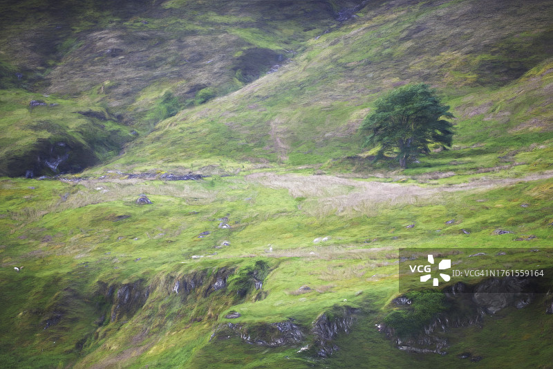 苏格兰斯凯岛岸边山坡上的单棵树艺术照图片素材