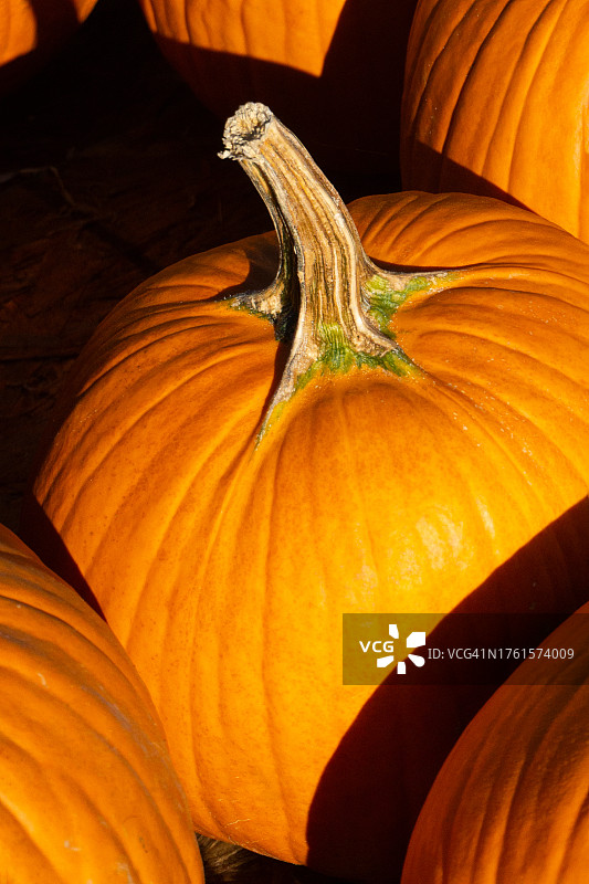 色彩鲜艳的南瓜图片素材