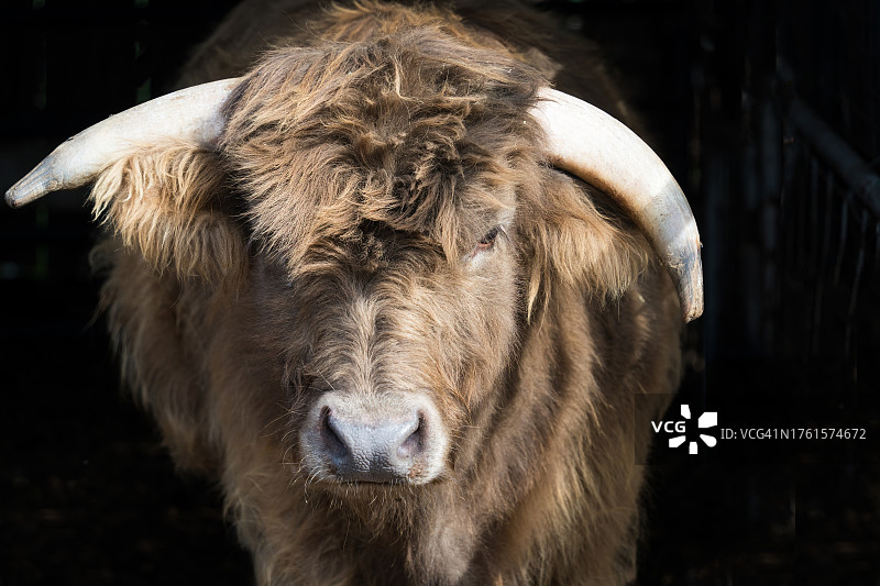 愤怒的公牛看着镜头图片素材