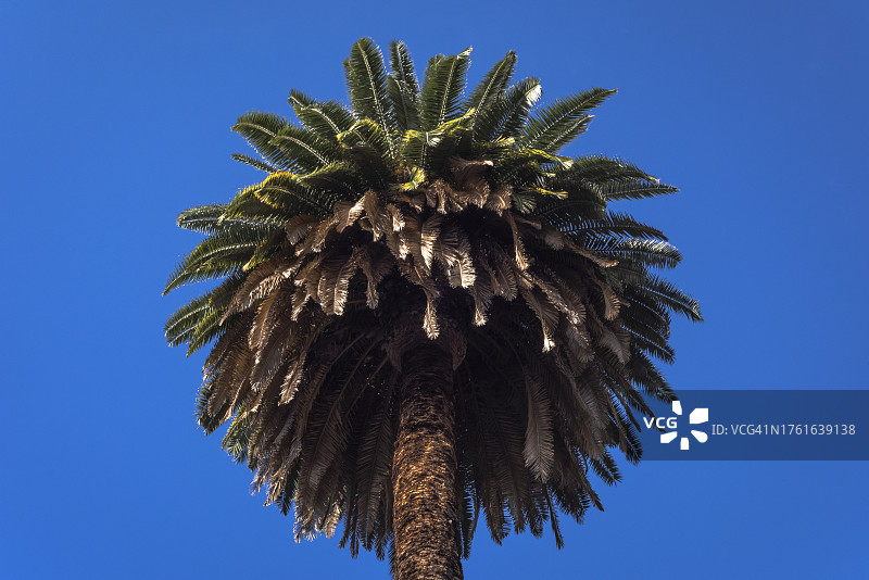 棕榈树图片素材