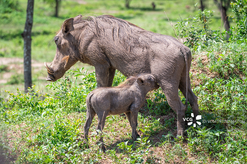 小疣猪哺乳图片素材