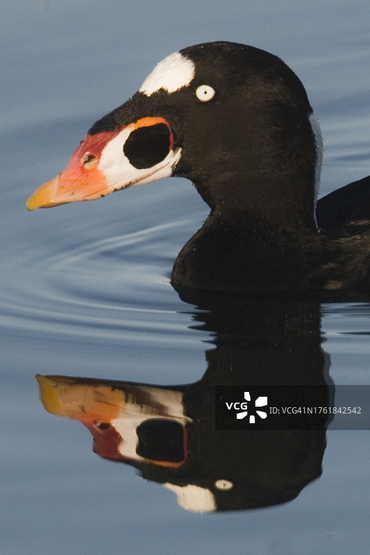 近距离拍摄游动中的雄性海番鸭倒影图片素材