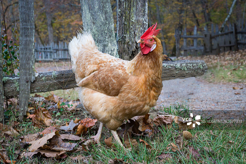 谷仓里的鸡图片素材
