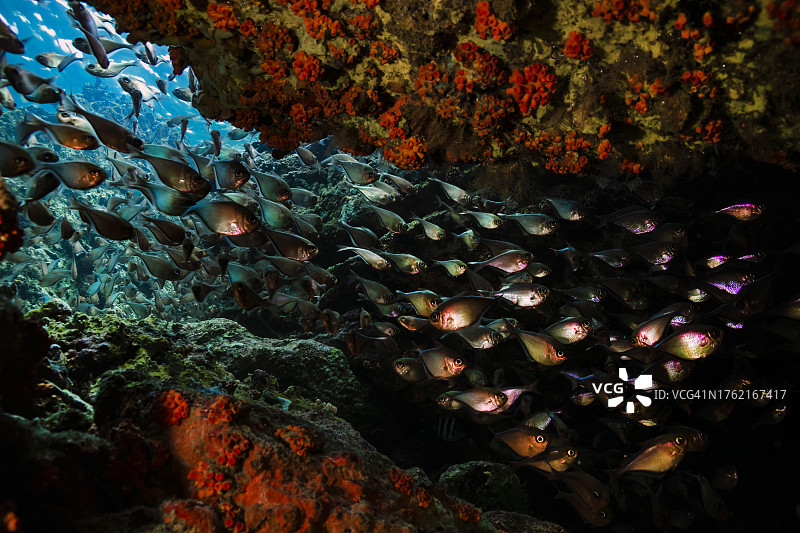 玻璃清洁鱼图片素材