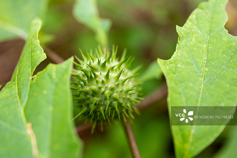 有毒的曼陀罗草植物图片素材