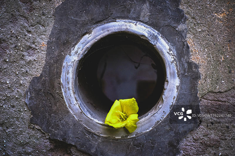 管内花朵，建筑外立面图片素材