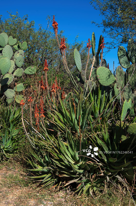 盛开的芦荟图片素材
