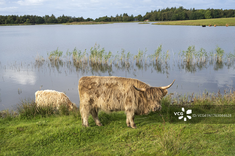 霍斯特鲁普的苏格兰牛图片素材