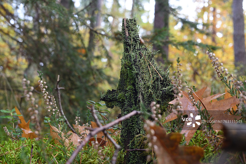 枯木上的地衣图片素材