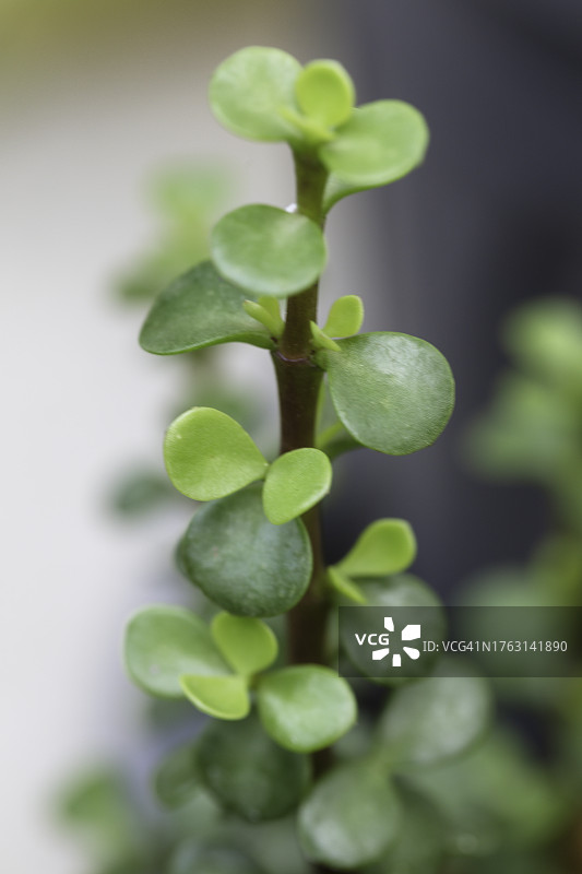 绿色嫩芽图片素材