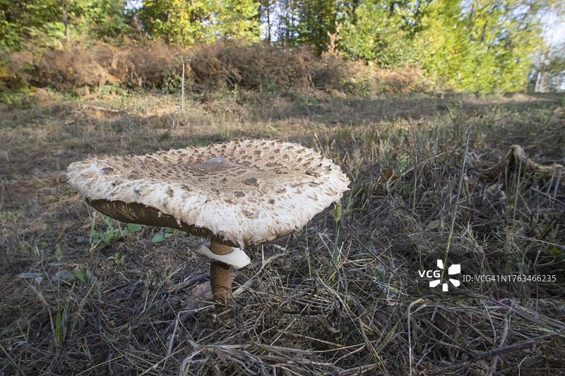 高大环柄菇图片素材