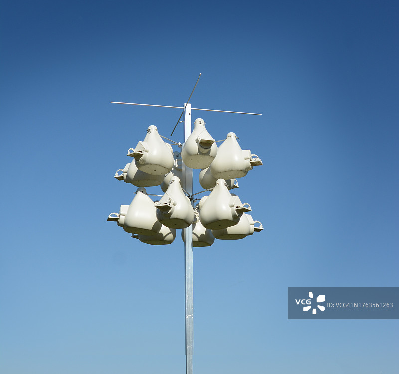 紫 মার্ট雀葫芦屋图片素材