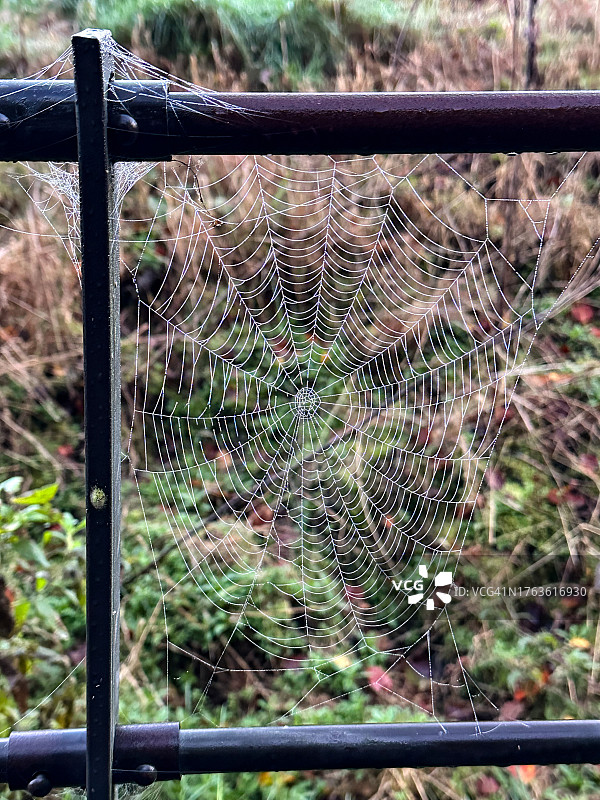蜘蛛网图片素材