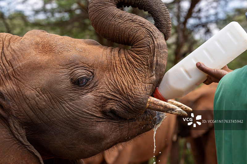 肯尼亚狩猎图片素材