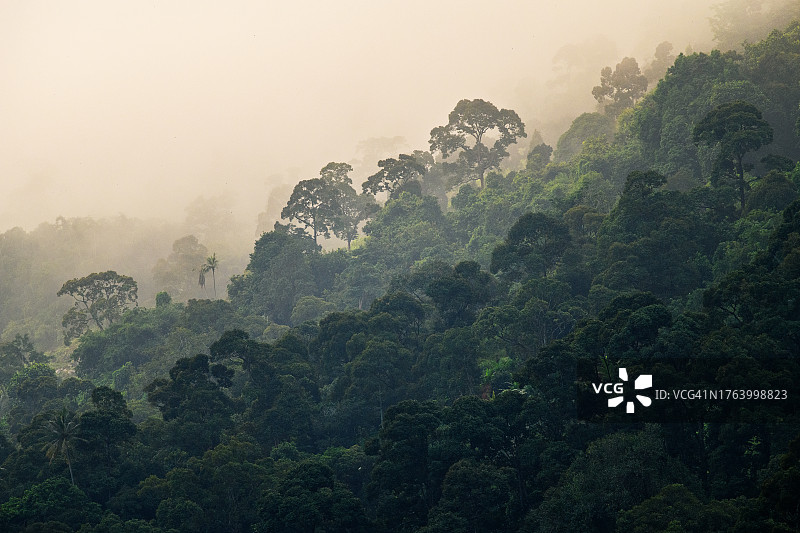 热带雨林树冠上的晨雾图片素材