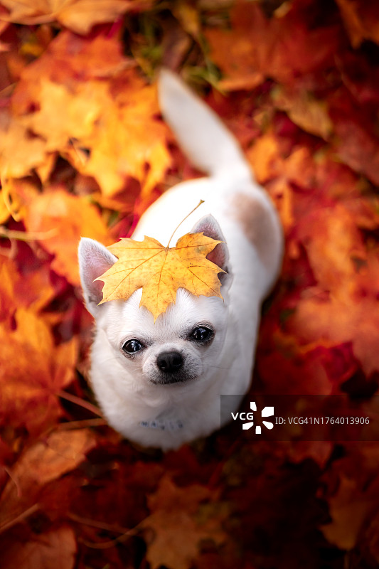 秋季吉娃娃犬肖像图片素材
