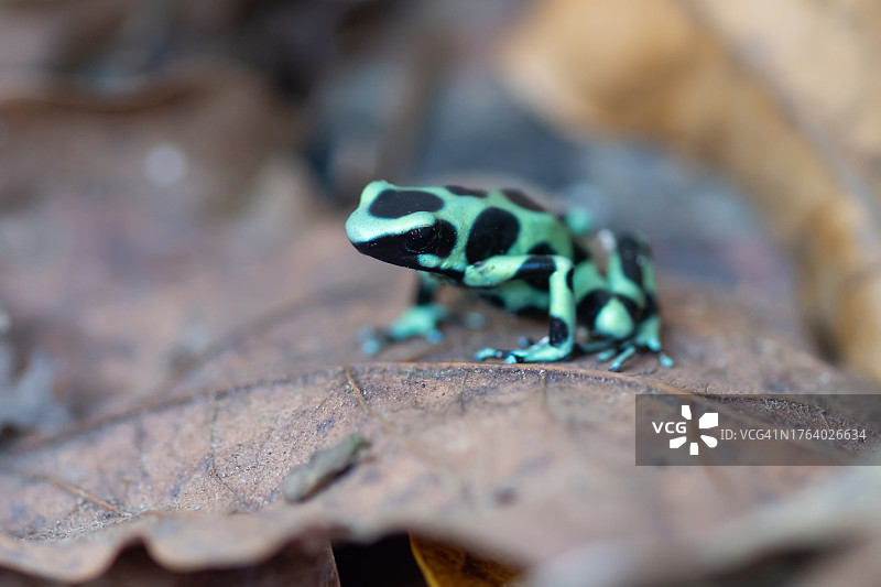 热带雨林中的宝石：绿黑毒镖蛙图片素材