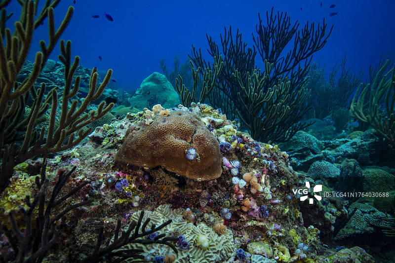 巨型蜂巢珊瑚和管虫图片素材
